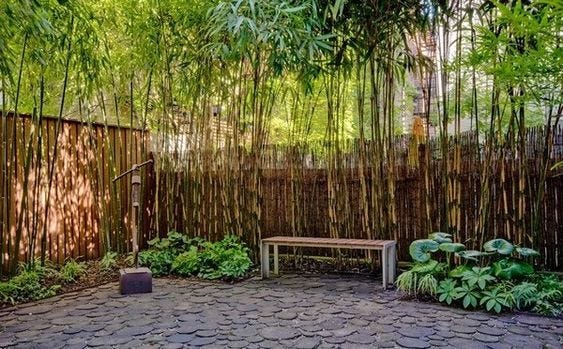 A beautiful bamboo garden