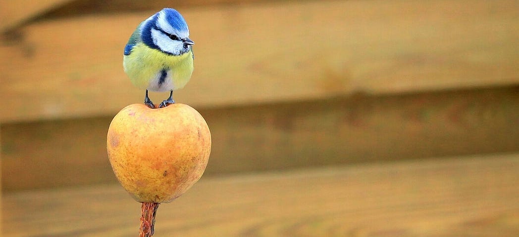 The Twitter Algorithm: What You Need to Know to Boost Organic Reach | Hootsuite Blog
