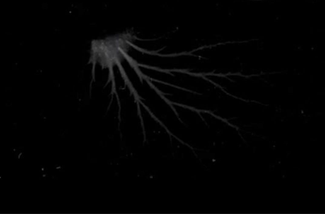 The Apollo 8 Creatures And The Lore Of Space Squids