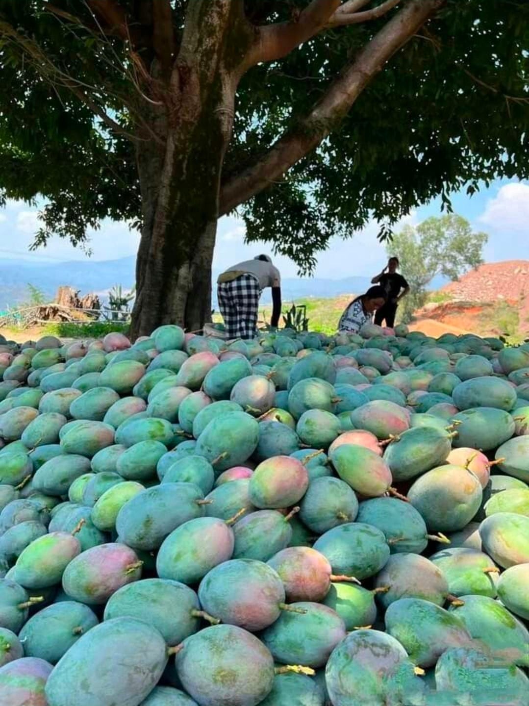 Mango King, But Export Weak: Why India Still Trails Mexico?