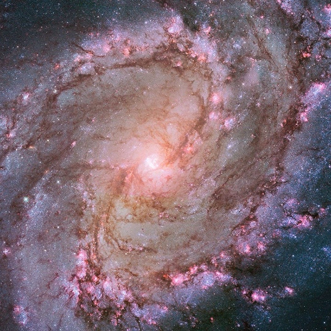 M83: The Southern Pinwheel in Bloom