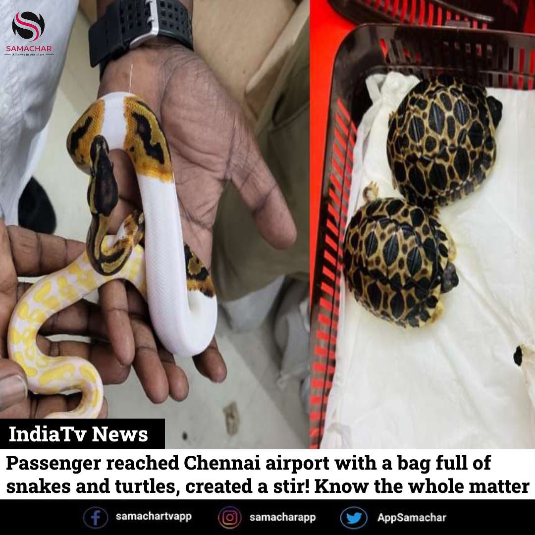 Passenger reached Chennai airport with a bag full of snakes and turtles created a stir!