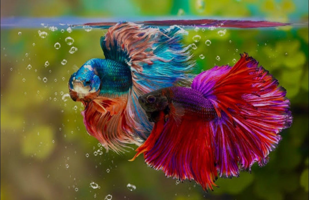 The Fish That Refused to Give Up