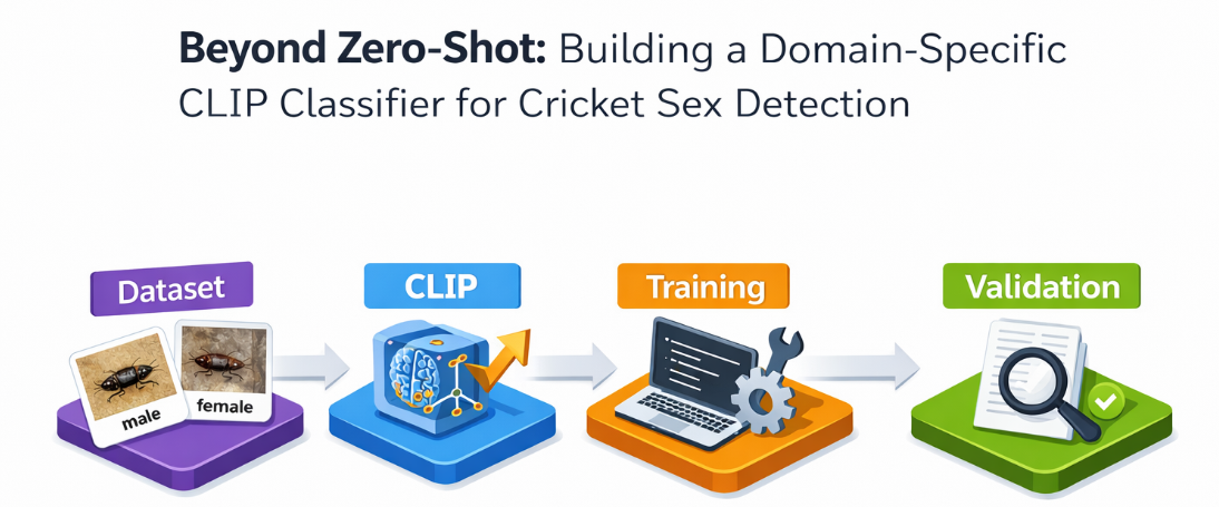 Beyond Zero-Shot: Building a Domain-Specific CLIP Classifier for Cricket Sex Detection