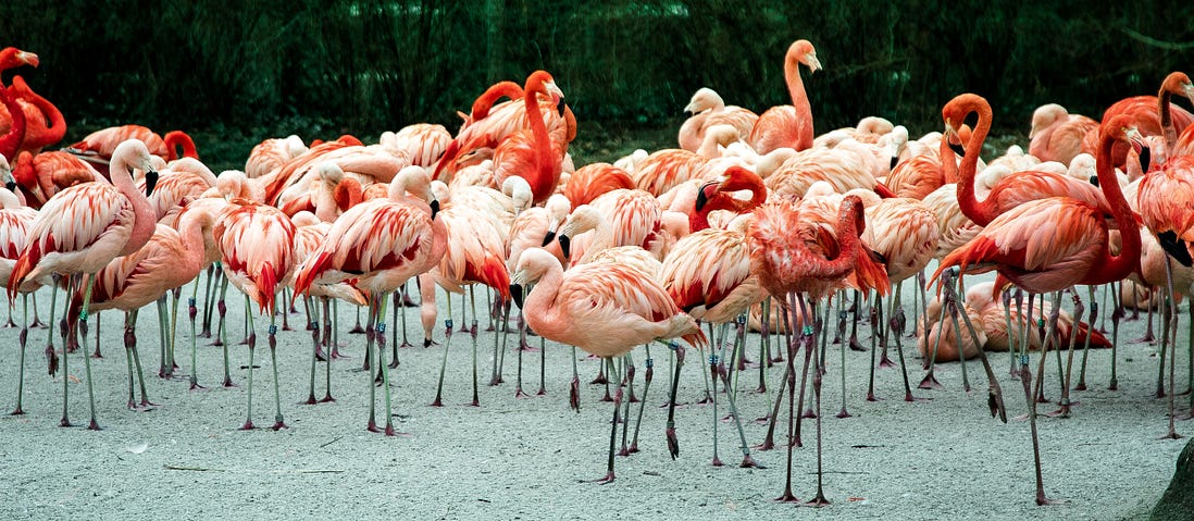 A beautiful flock of pink flamingoes