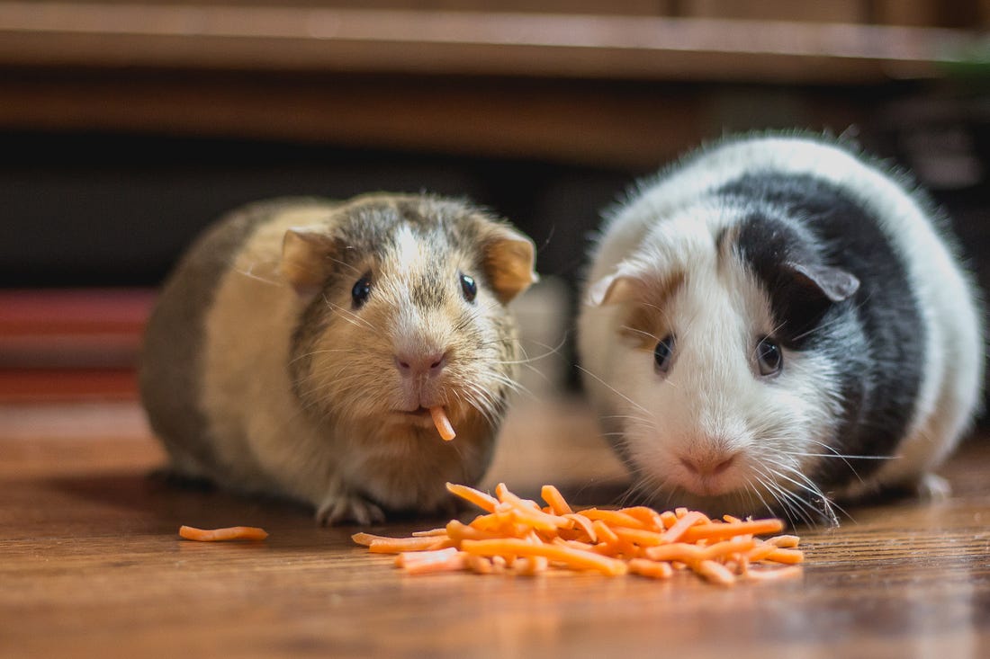 Two guinea pigs on a wooden floor standing side by side eating shredded carrots while staring straight ahead with big open eyes.
