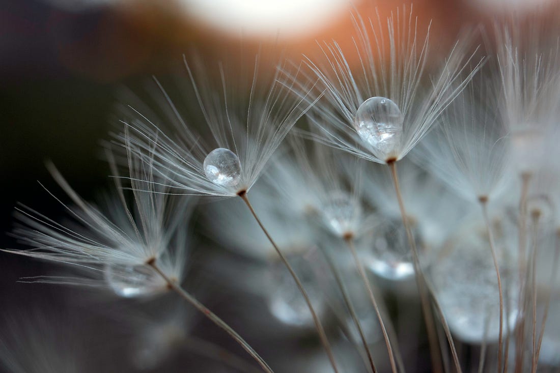 Several stemmed thistles with large clear dew drops in their centers.