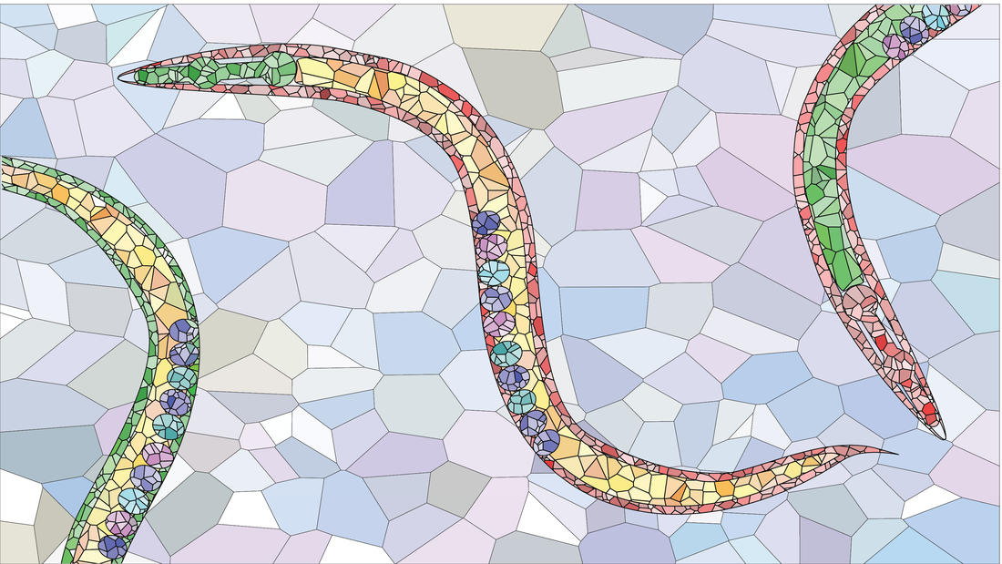 Liquid Neural Networks(LNNs): Can we emulate the human brain neurons?