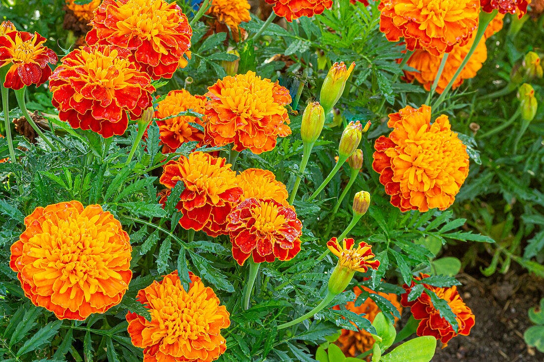 Il fiore che gli Aztechi mandavano a chiamare i morti cresce benissimo anche sul tuo balcone