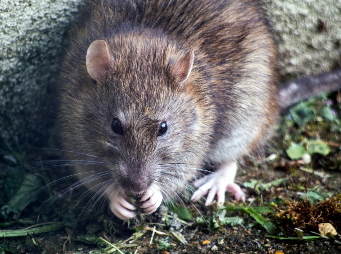 Five For 20: Quantum Companies Founded in The Year of The Rat