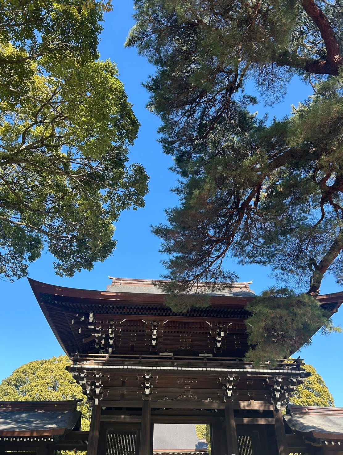 Why a Tokyo Trader Visits Meiji Jingu at 6 a.m. After Wild Market Days