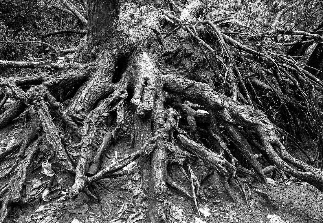 Wet tree roots