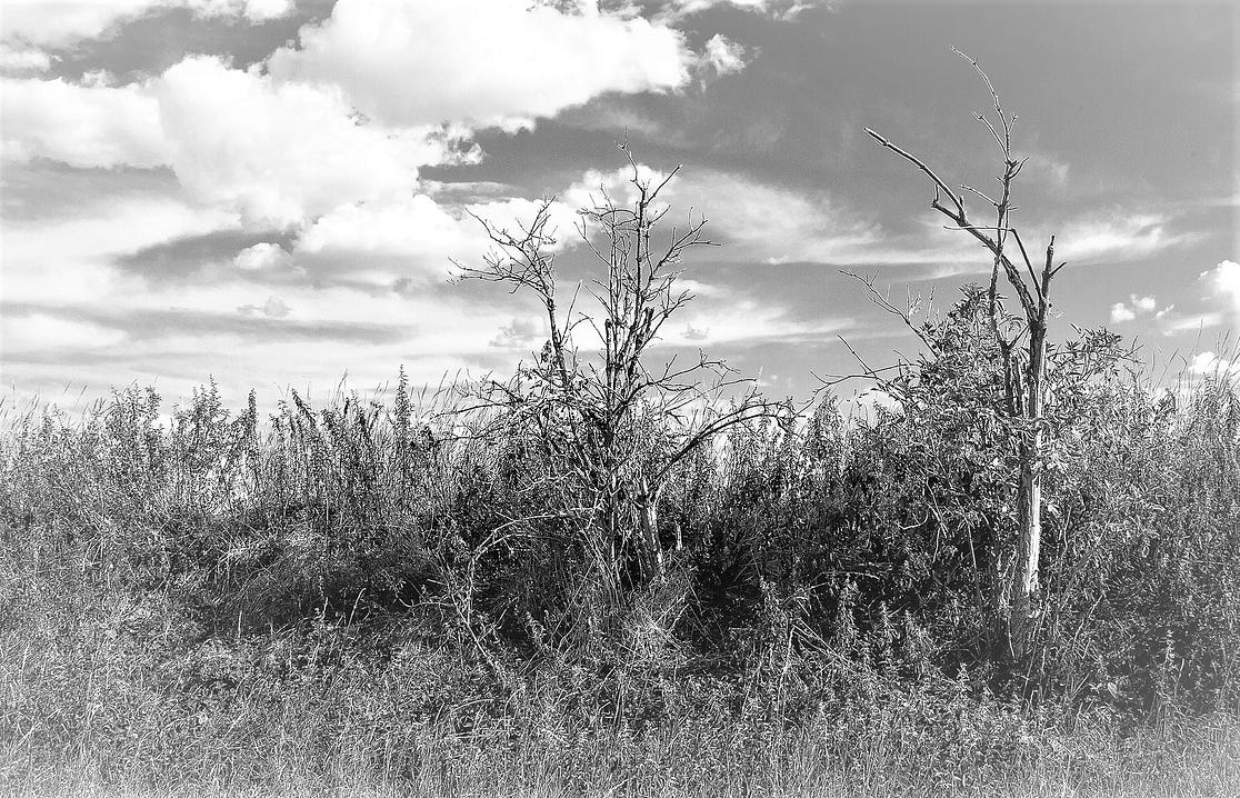 Bare trees and brambles landscape in the Berlin countryside
Black and white