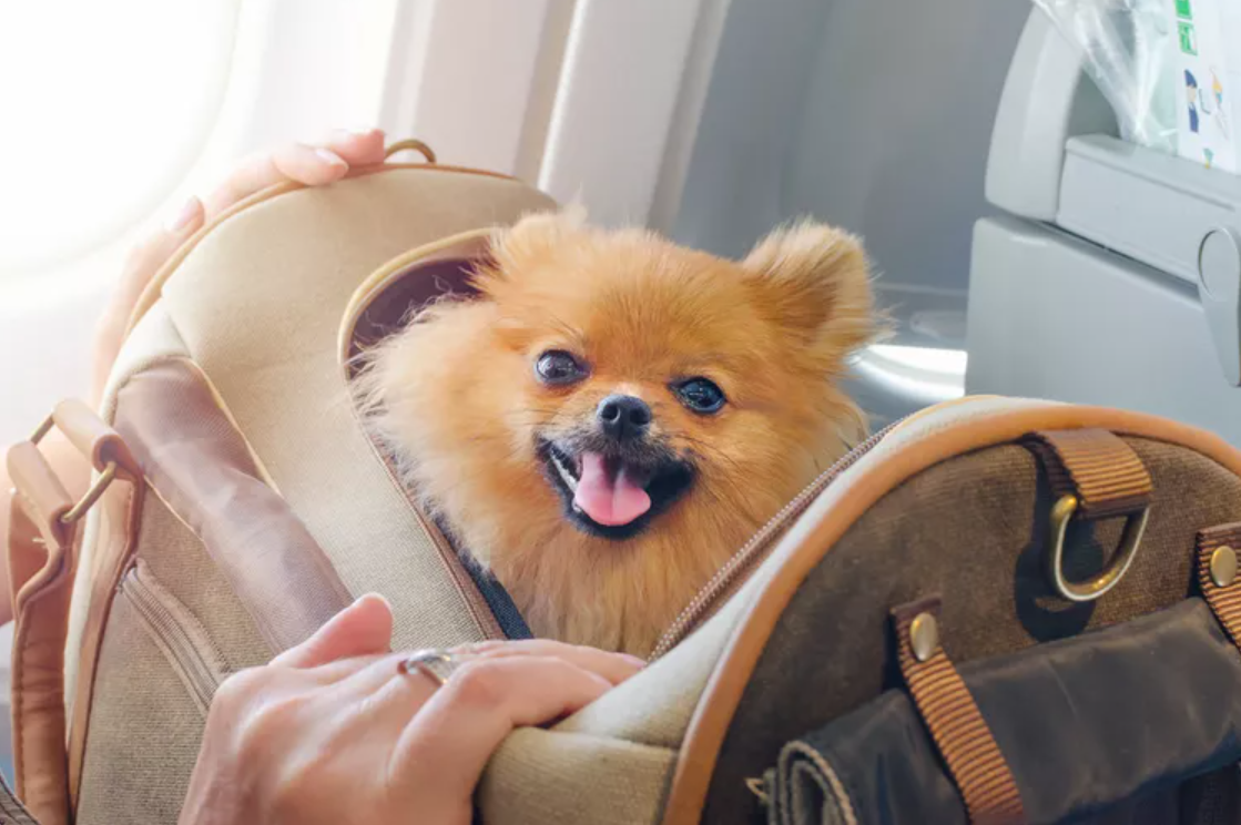 ?? American Airlines Makes Pet Travel Easier and More Affordable! Here