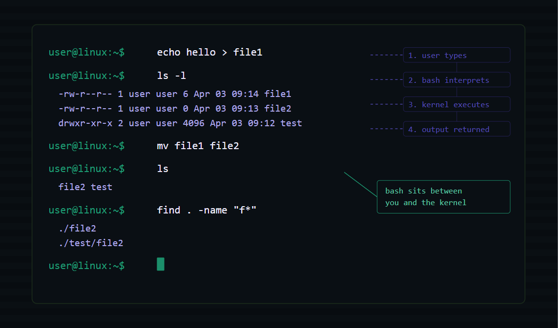 Day 3: The Shell, the Commands, and the File That Disappeared