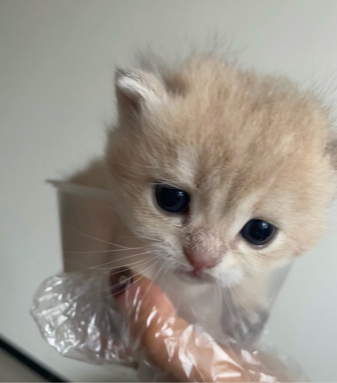 半个月大的小猫咪，想给它取个名，该取什么名呢. goodid888
