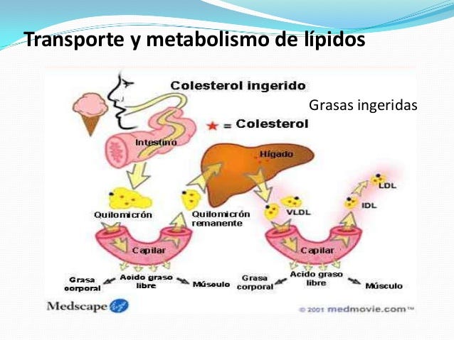 Los lípidos – Christian Navarro – Medium