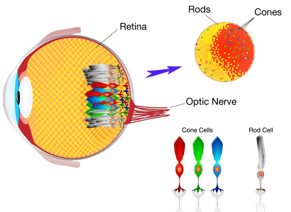 Red Green Color Blindness Treatment Iris Medium