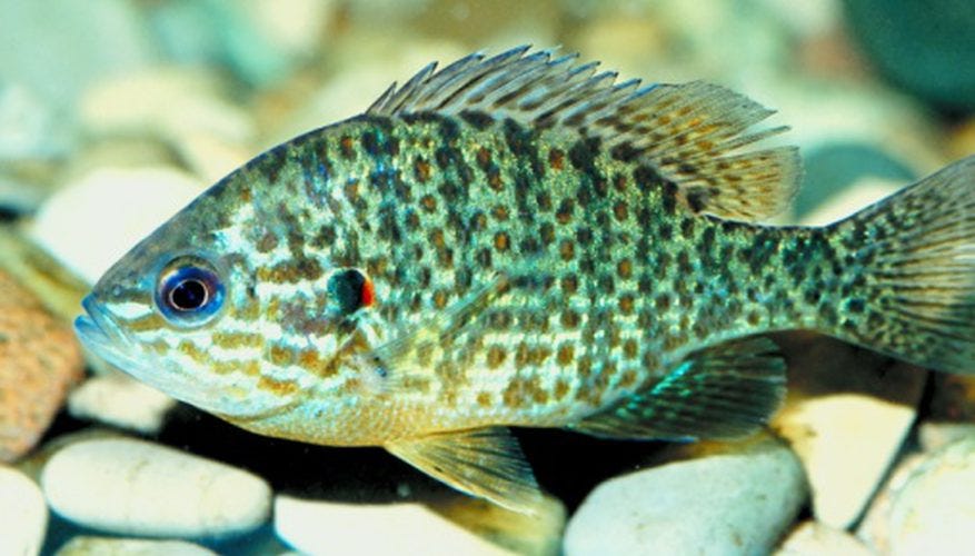 How to Raise the Alkalinity in a Freshwater Aquarium