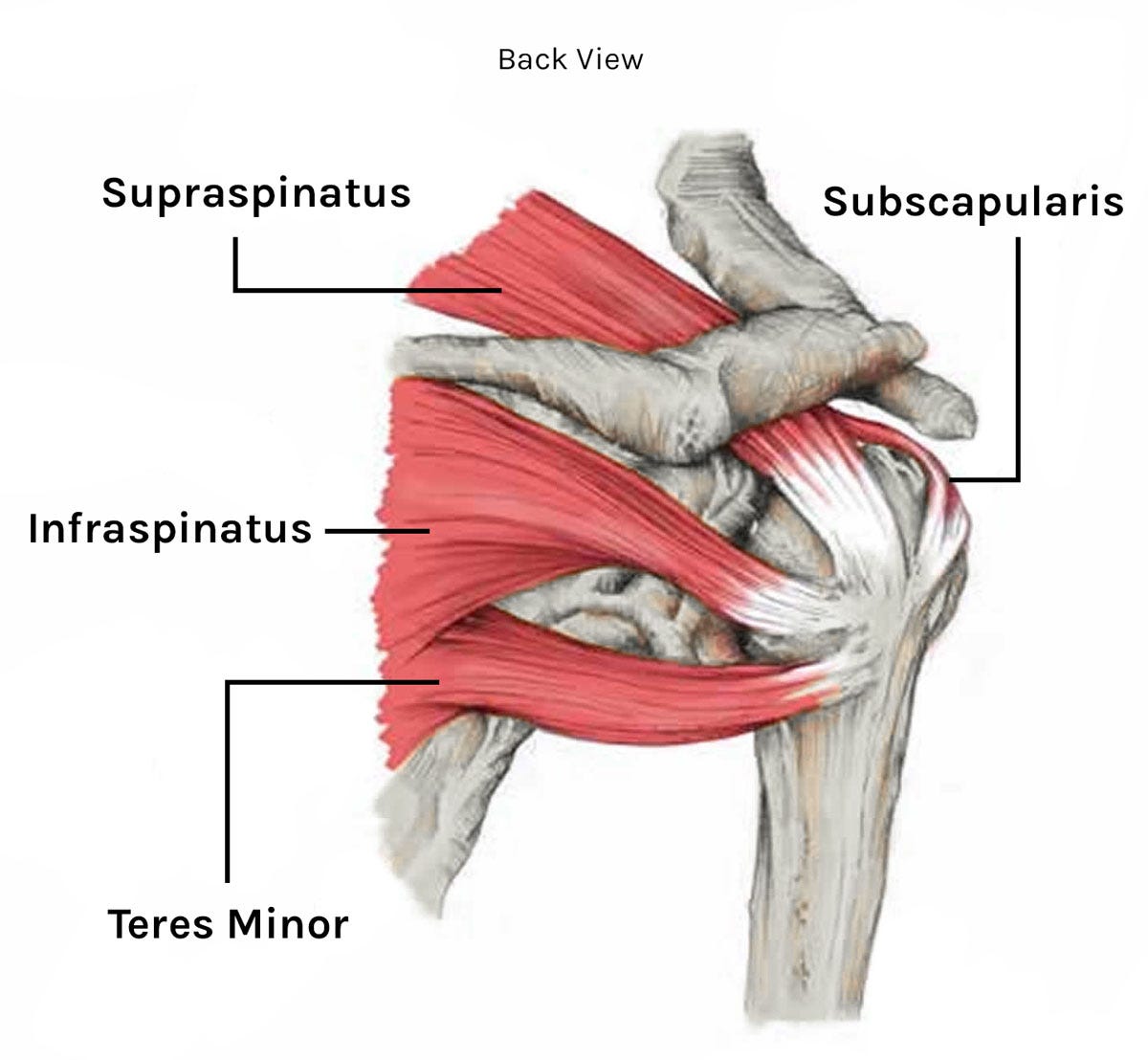 rotator cuff muscles