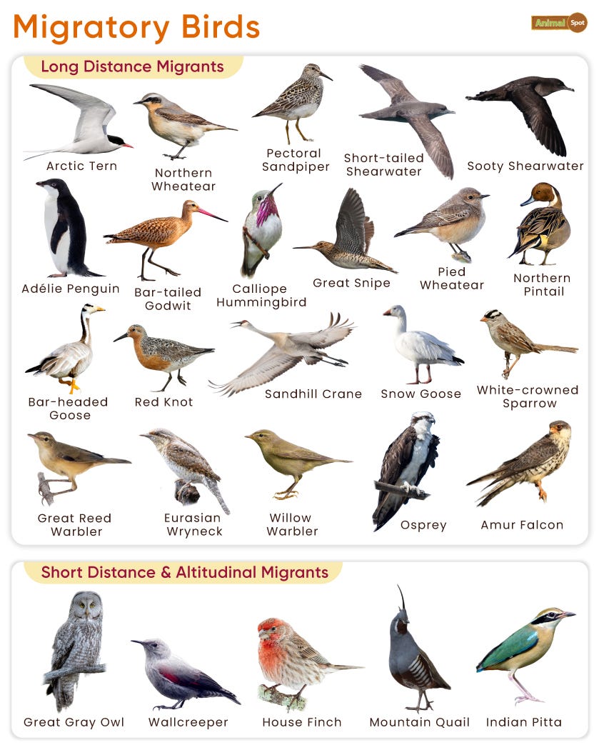 Bird