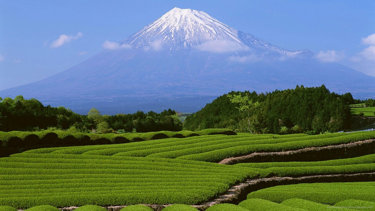 Mt. Fuji and Green Tea Field Fuji City Tea Plantation