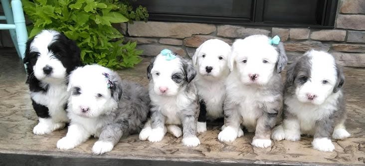 Everything You Need To Know About Mini Sheepadoodle