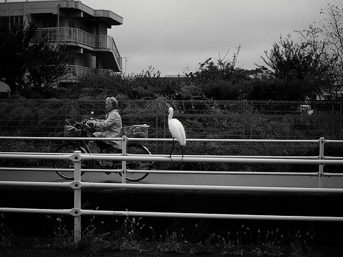 鳥と自転車