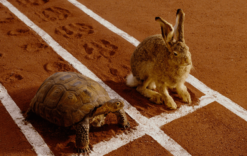 tortoise hare