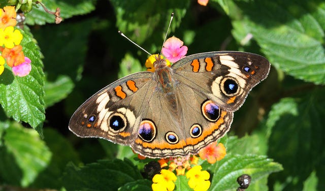 Here’s Where You Can Spot San Francisco’s Beautiful Native Butterflies