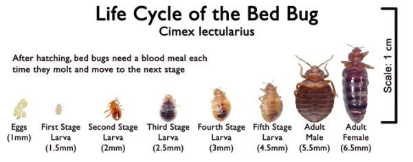 kill your bed bugs before they kill you – nyu local
