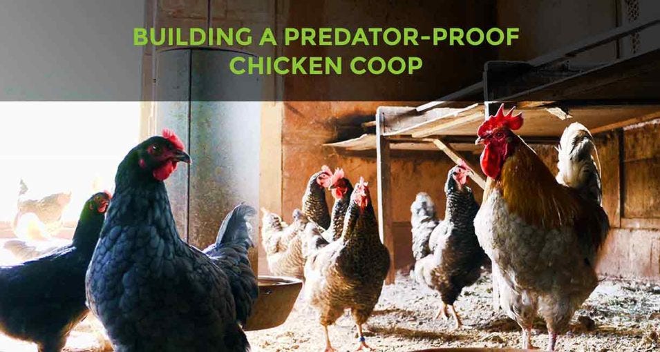 Building A Predator Proof Chicken Coop Giuseppe Tallarico Medium