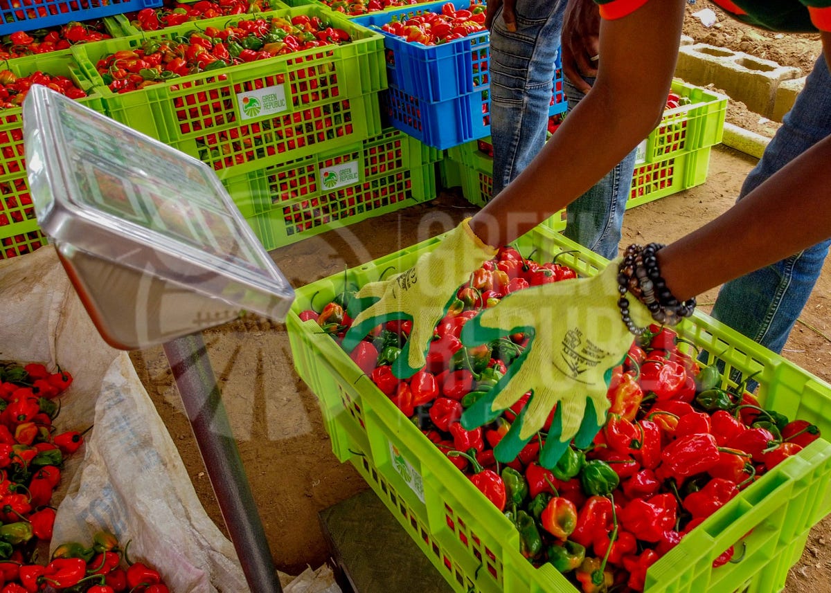 A picture of produce [scotch bonnet] from the farm after harvest.