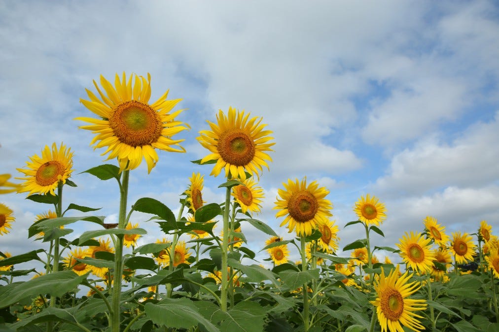 Kiyose Sunflower Festival: Don’t Miss the Largest Sunflower Field in Tokyo!