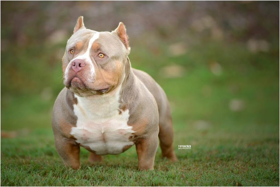 Issue 8 Grand Champion Grape Ape – BULLY KING Magazine – Medium