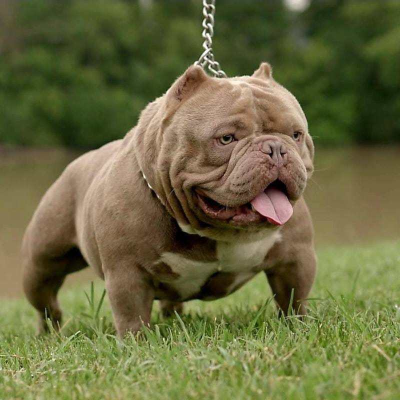 Great Exotic Bulldog in the world Don t miss out 