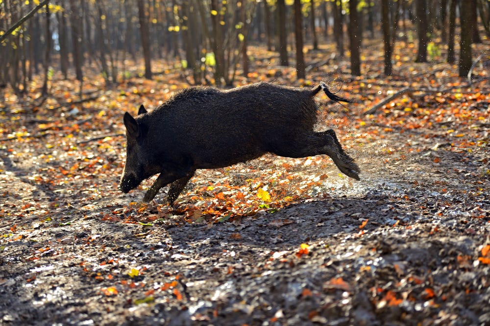 Wild Pigs Are Taking Over The U.S., Destroying Crops And