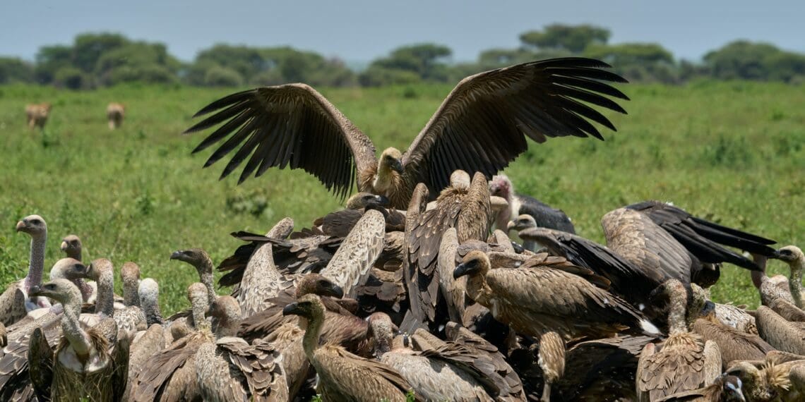 Vultures