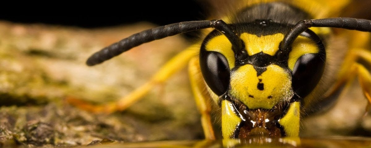 Bee Sting Allergy - Yellow Jackets on Steroids?