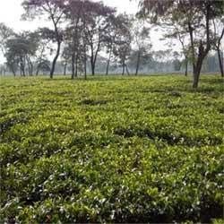 Tea Garden Sale In West Bengal At Low Prices Kolkata - 