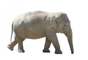 elephant