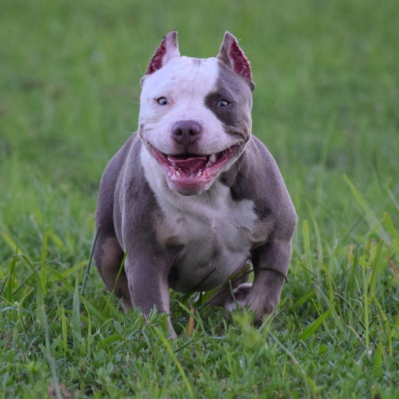 BEST CHAMPAGNE, LILAC & BLUE TRI COLORED AMERICAN BULLY PUPPIES
