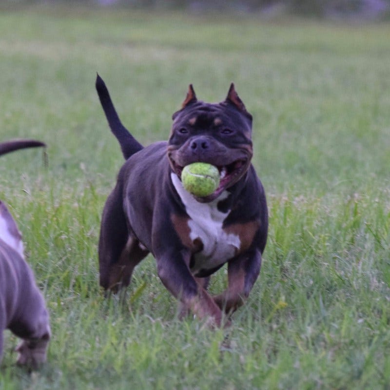 BEST CHAMPAGNE, LILAC & BLUE TRI COLORED AMERICAN BULLY PUPPIES