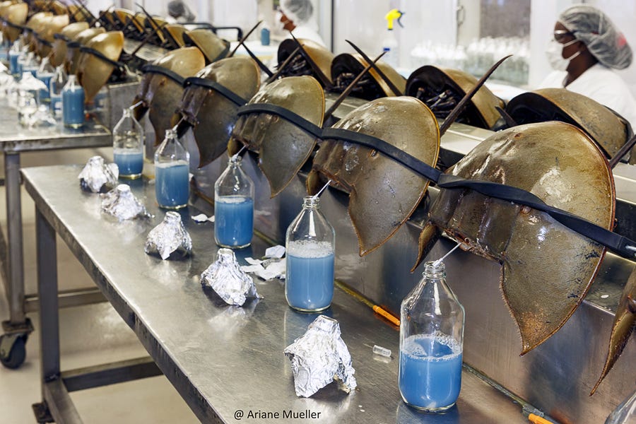 Blue blood of the American horseshoe crabs.