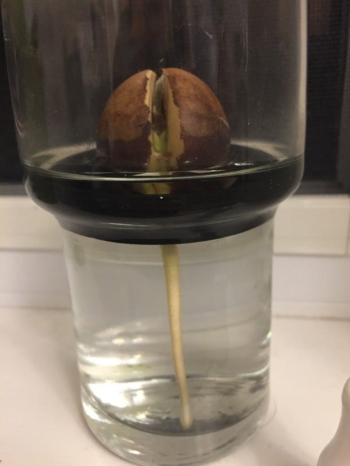 Growing an Avocado tree – David Cameron – Medium