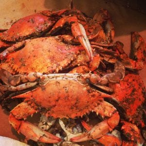 Annapolis crabs 