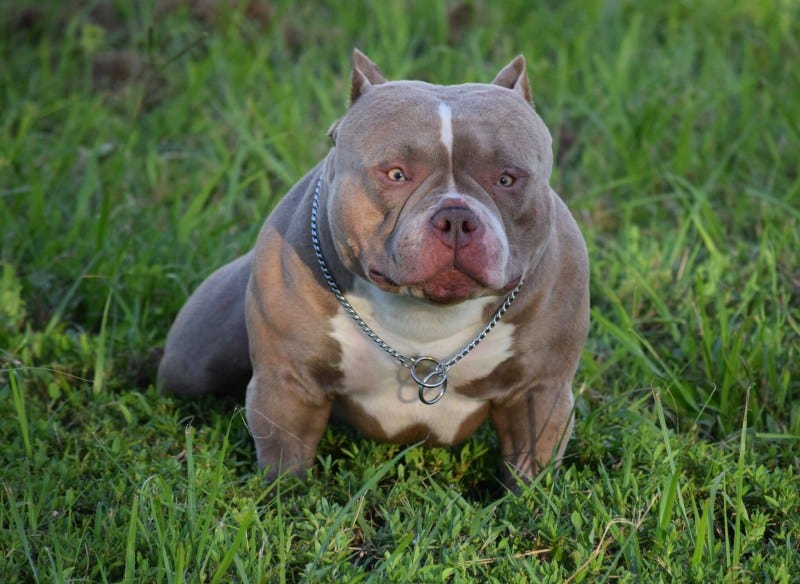BEST CHAMPAGNE, LILAC & BLUE TRI COLORED AMERICAN BULLY PUPPIES