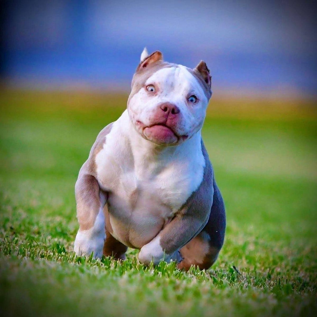 THIS AMERICAN BULLY BLOODLINE IS RESPONSIBLE SEVERAL OF THE TOP ...