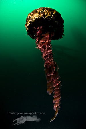 Black Sea Nettle Jellyfish (Chrysaora achlyos)