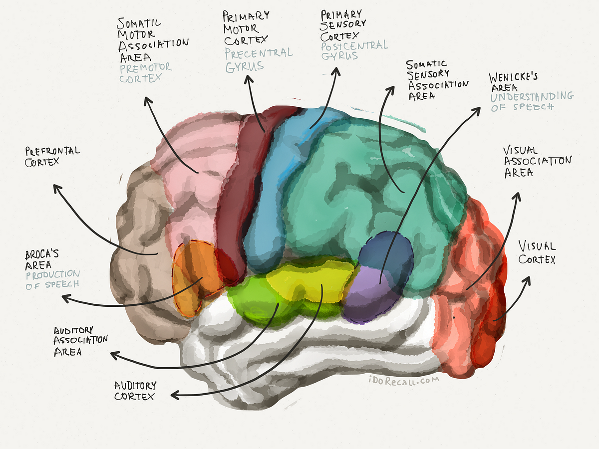 The Neuroscience Of Learning And Memory Part I David Handel Md Medium